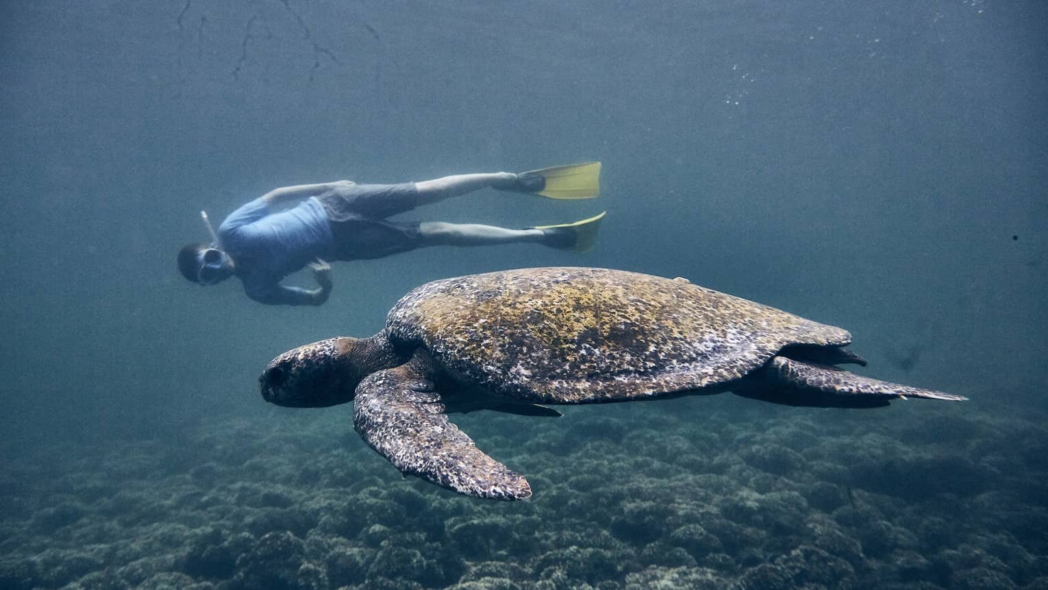 A man snorkeling beside a sea turtle above a rocky coast.