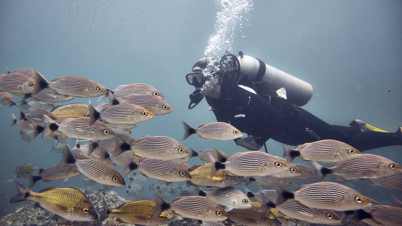 Woman scuba dives among a school of coulourful striped fish, the open ocean behind her