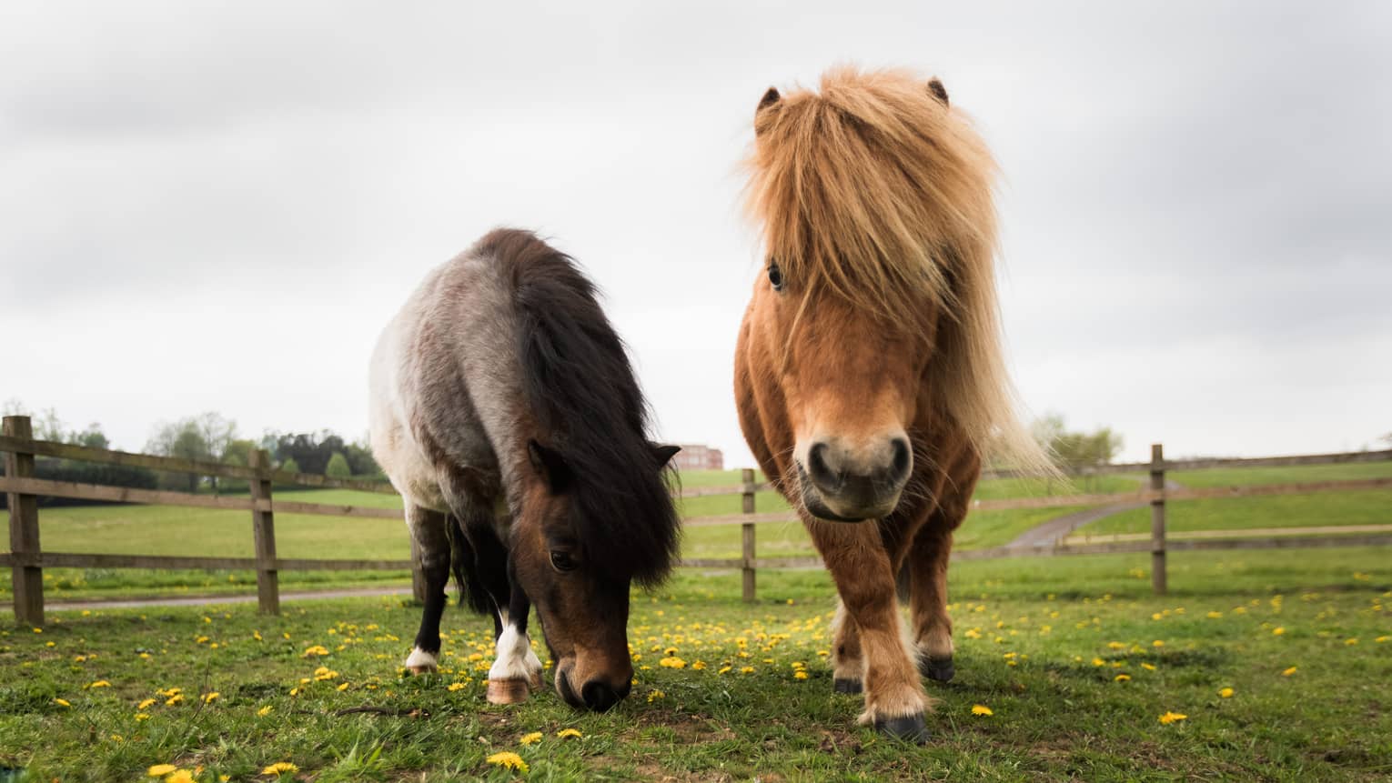 Two Shetland ponies in meadow with pasture fence in backdrop