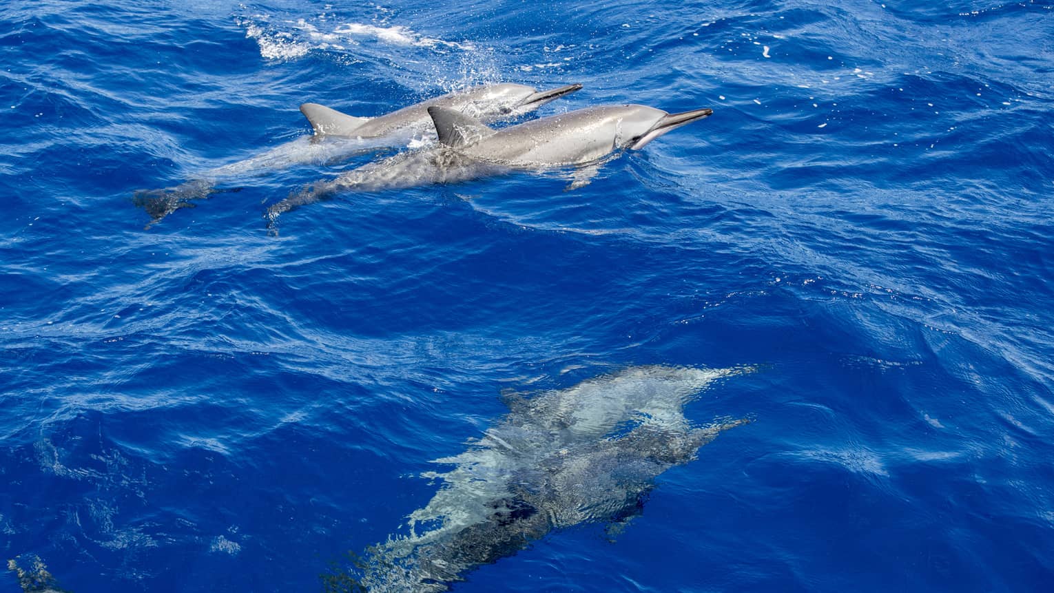 A group of dolphins in the water.