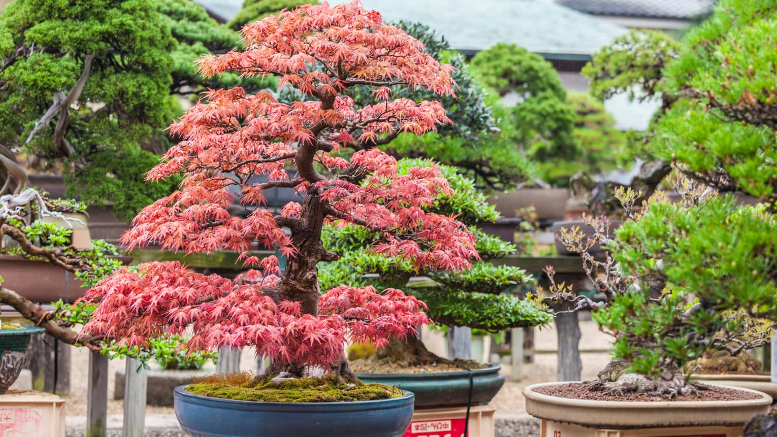 Close-up view of a red-leafed Japanese maple, moss at its base, amid large bonsais in shallow pots.