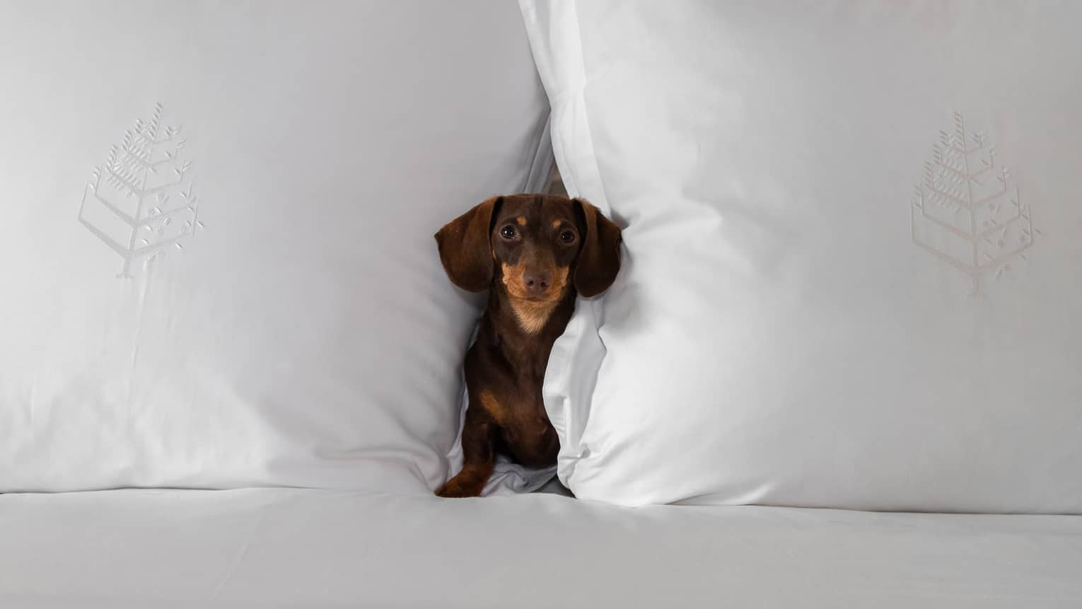 A small dog between two white pillows.