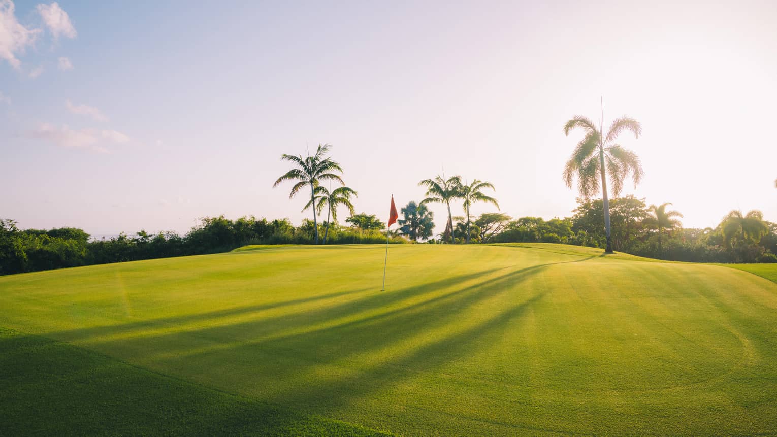 A golf course green on a bright sunny day with palm trees scattered on the course.