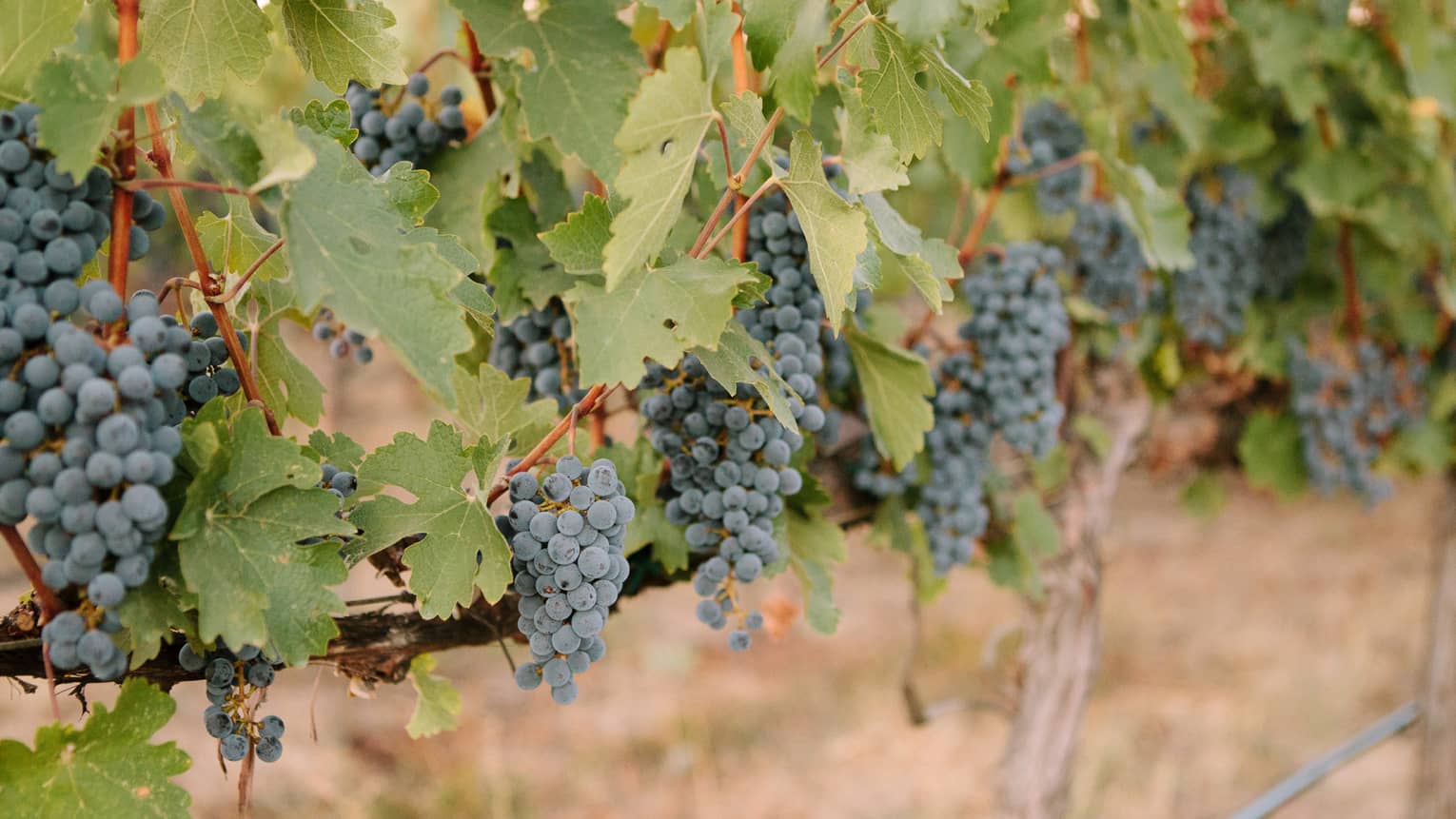 Bunches of purple wine grapes hang from lush vineyards in Napa Valley