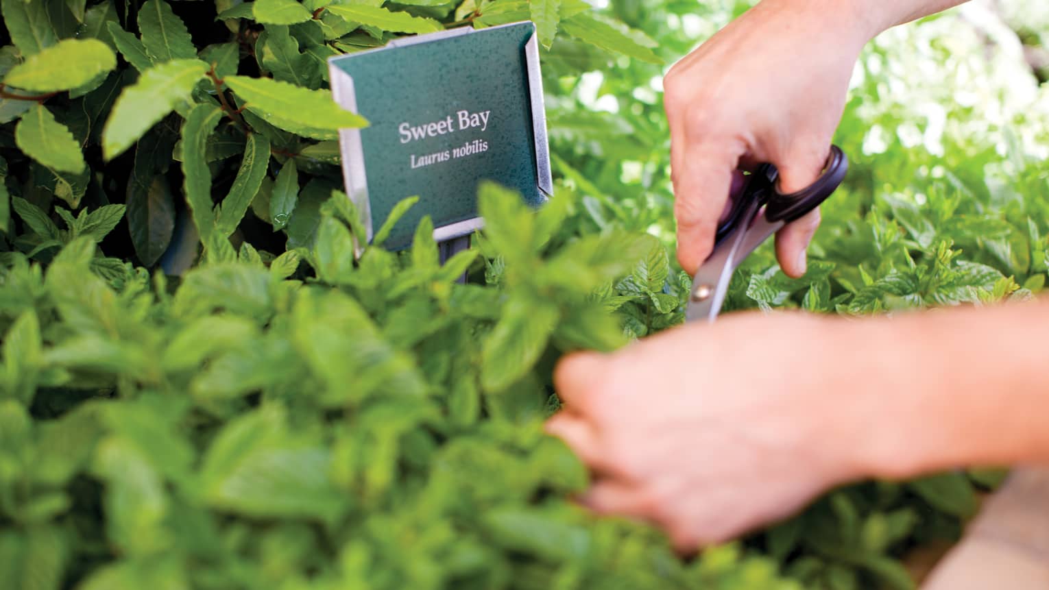 Close-up of hands clipping green herbs with scissors in garden