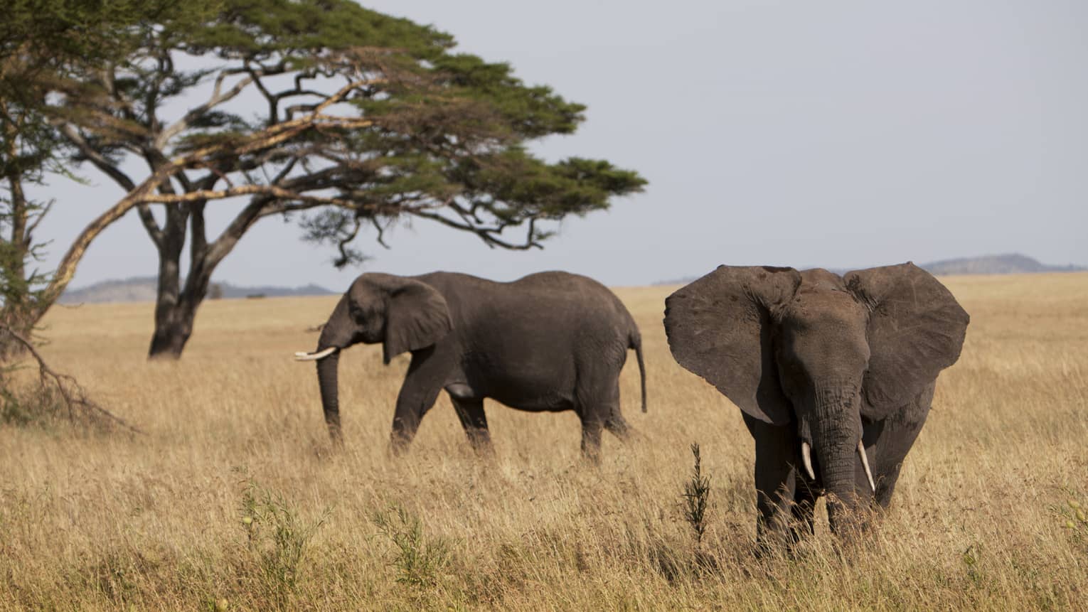 Two juvenile elephants roam the savanna