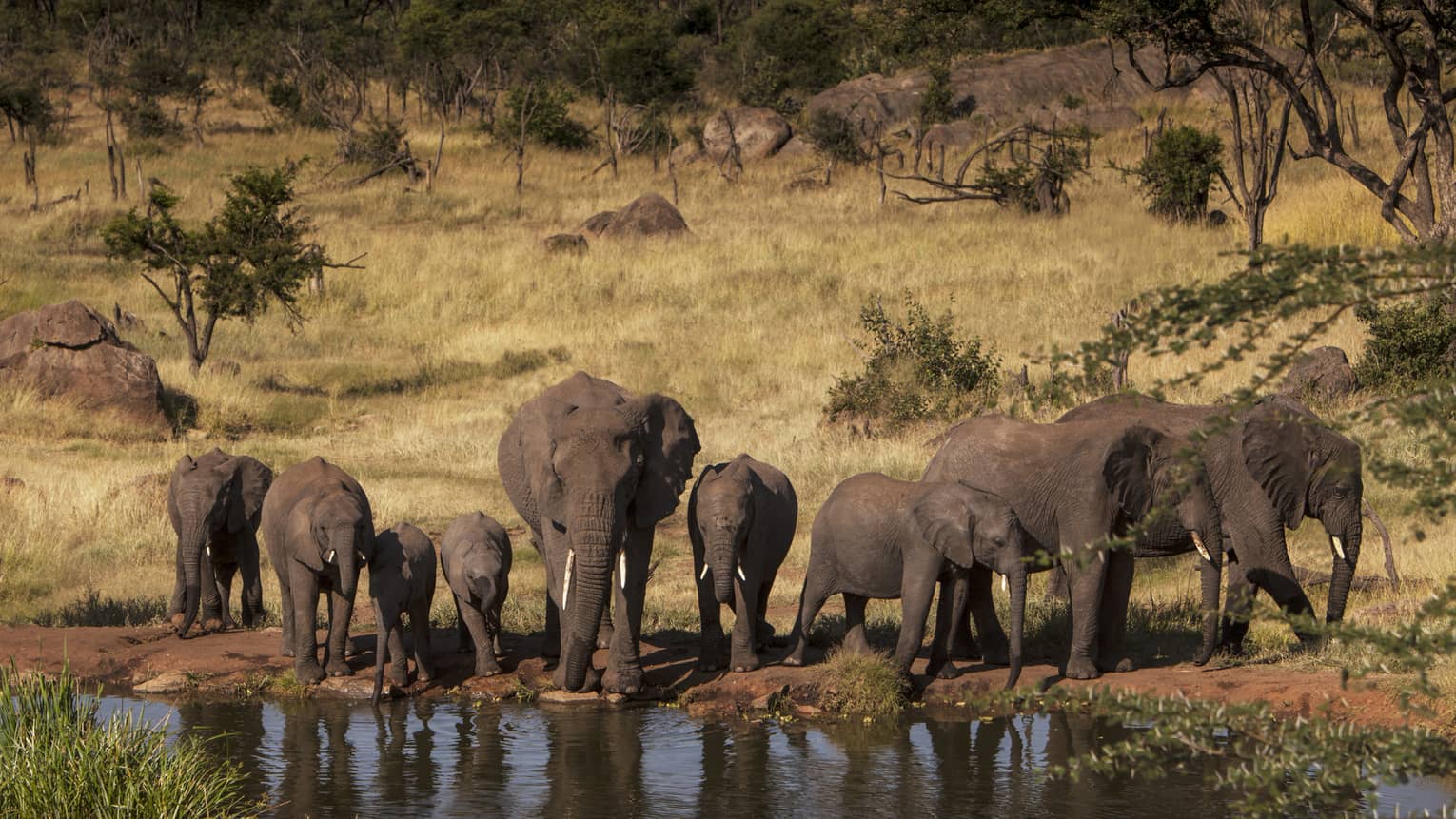A pack of elephants drinking from a watering hole