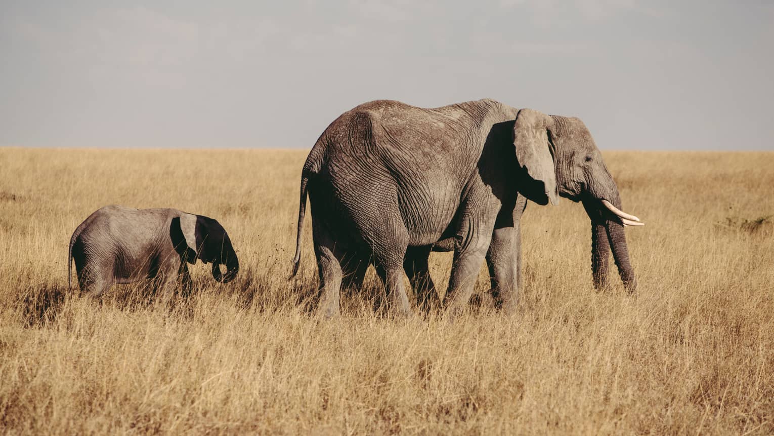 Elephant and baby walk through grass in field