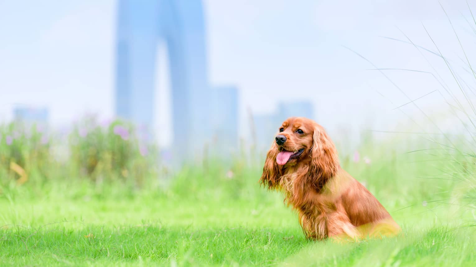Dog sits on the grass with Suzhou city skyline in the background