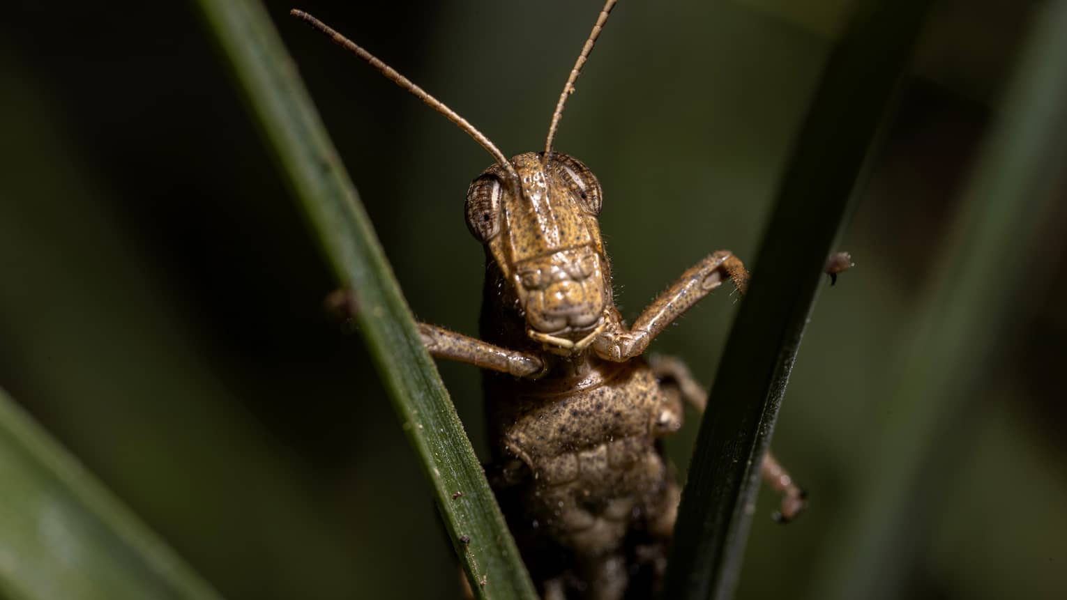 Extreme close-up of a brown grasshopper straddled between two blades of grass and staring intently toward the viewer. 