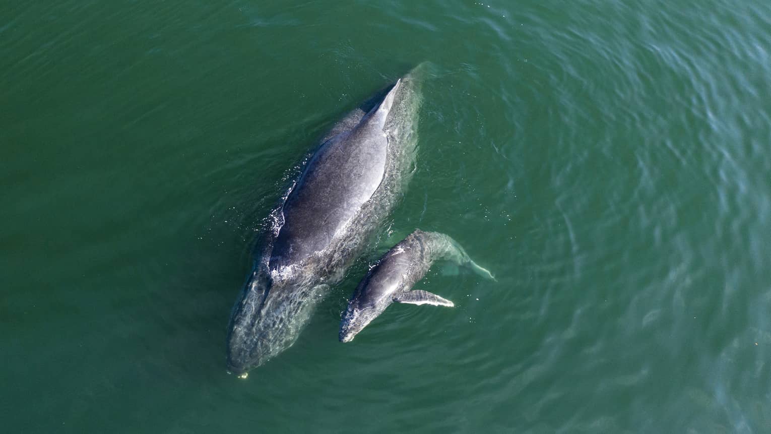 Overhead-view of a mother and baby whale, heads submerged and slippery-smooth backs breaching the calm teal water. 