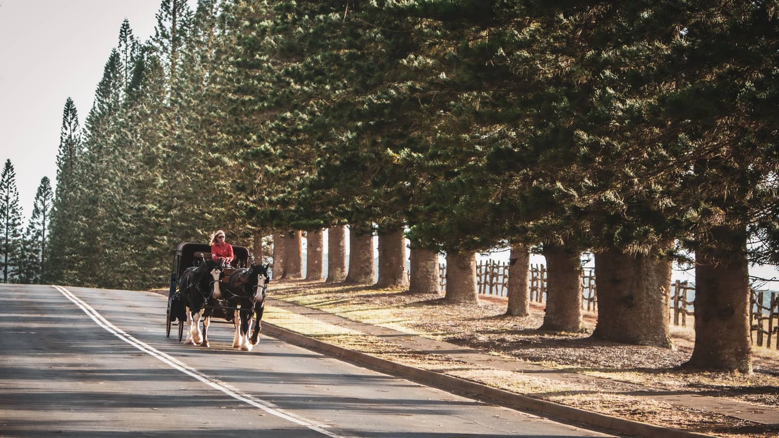 Horse-drawn carriage on a road lined with trees