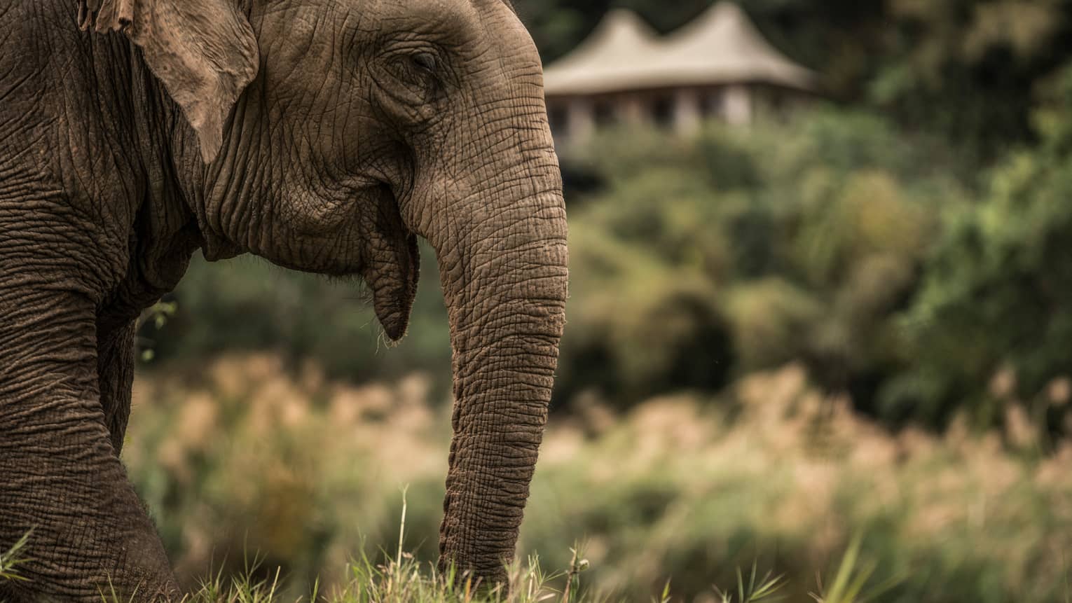 Side view of elephant head, ears, trunk