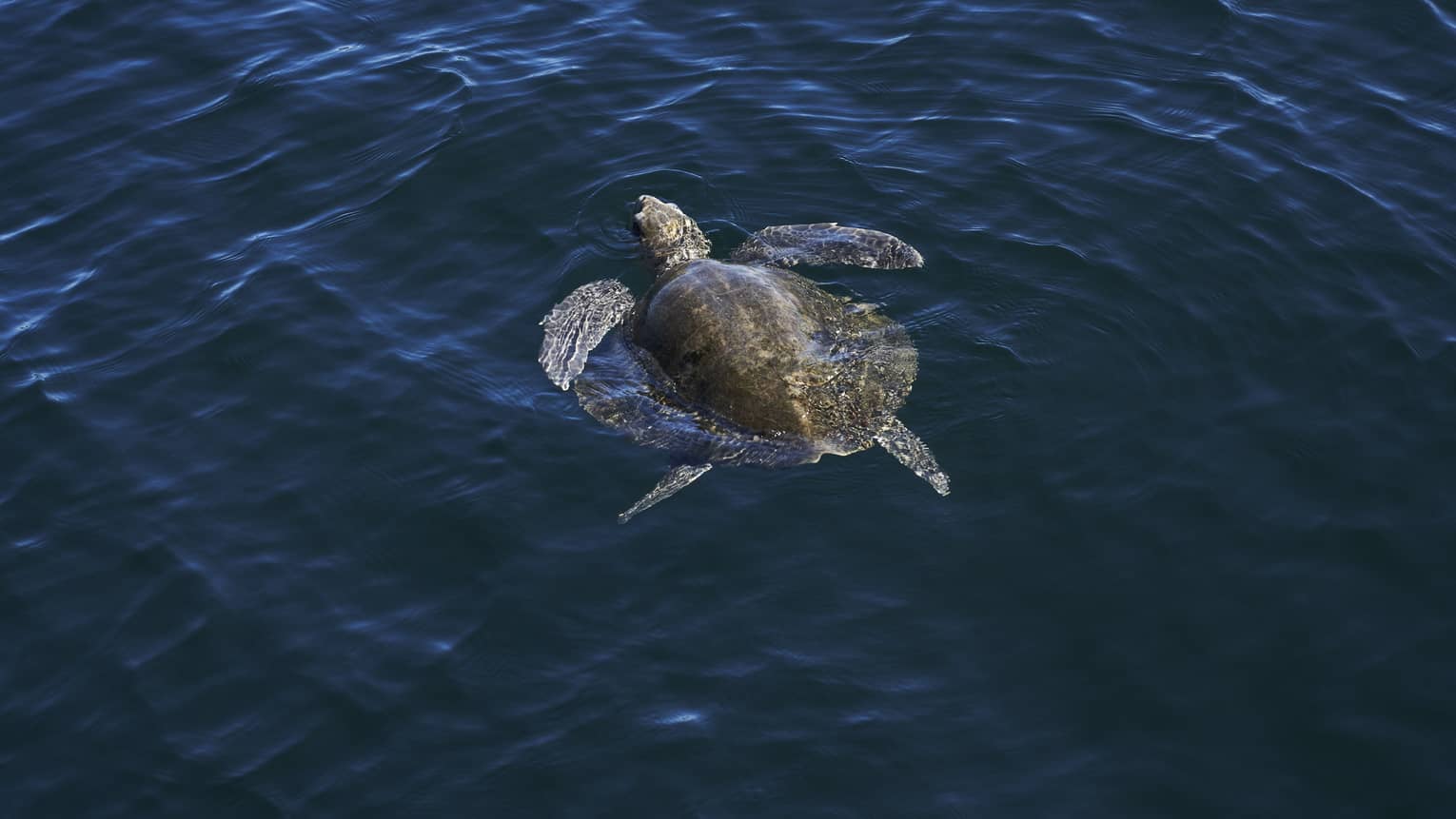 View from above of a majestic sea turtle, its flippers outstretched, swimming at the surface of the midnight blue ocean.