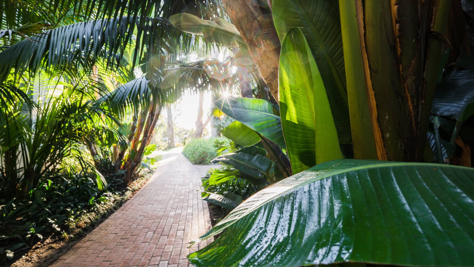 Large palm leaves over red brick path through sunny garden