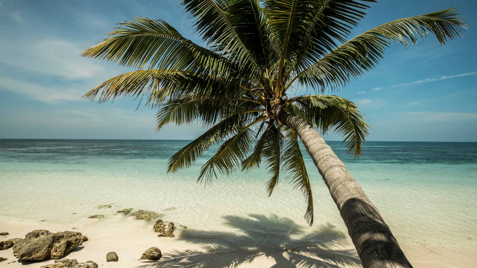 Long palm tree stretches over white sand beach and blue water