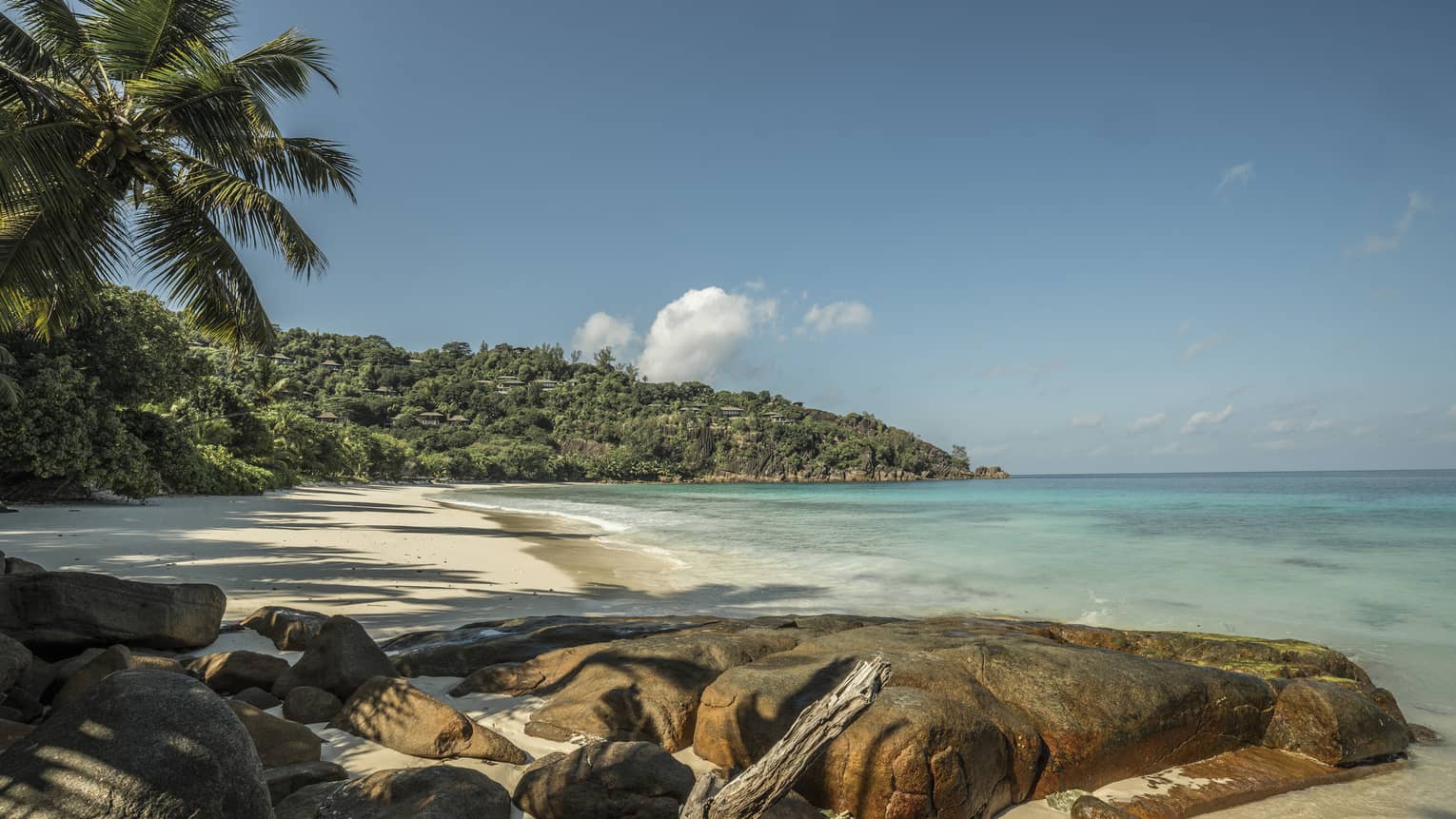 A rocky beach adorned with palm trees and a tropical forest
