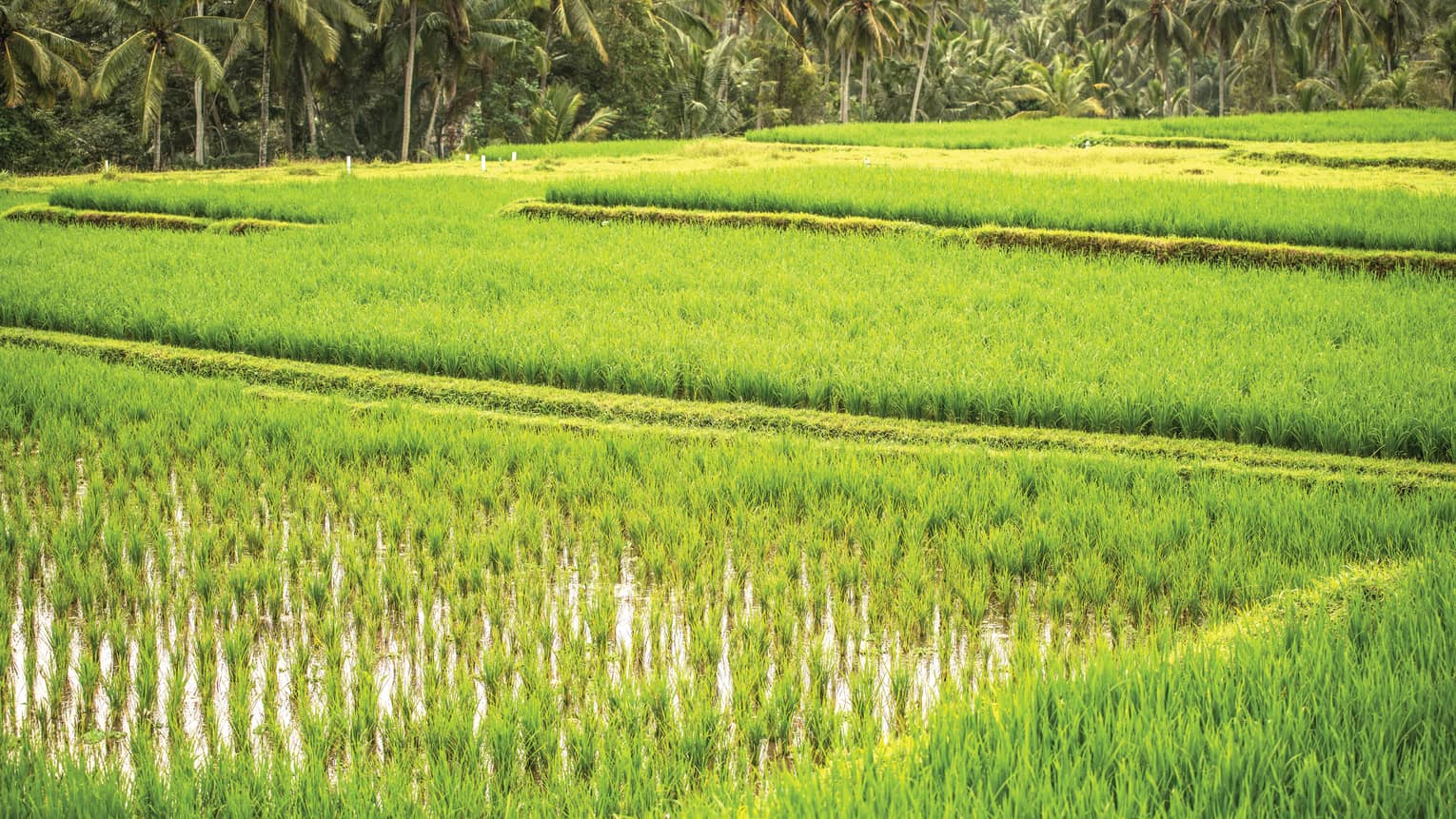 Bright green rice field in Bali, with palm trees at the edge of the field