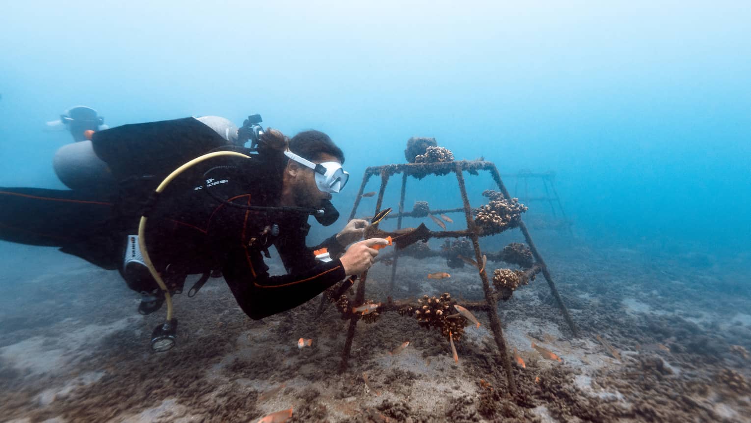 A scuba-diver inspects coral fragments planted underwater in a metal pyramid frame surrounded by pristine aqua water.