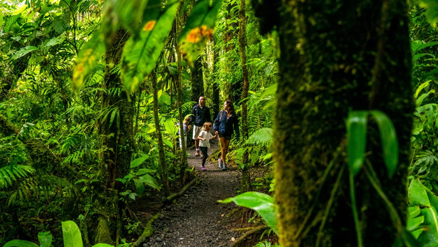 Young family of four hike through forest trail under lush canopy of tropical trees