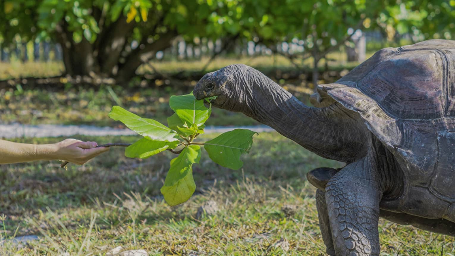 Tortoise eating a leaf