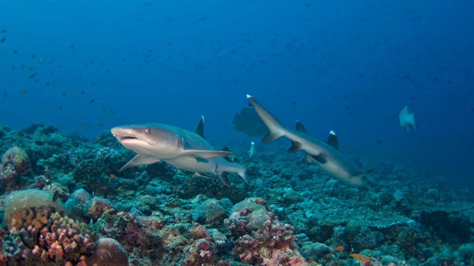 Two sharks swimming in the ocean with coral reefs at the bottom.