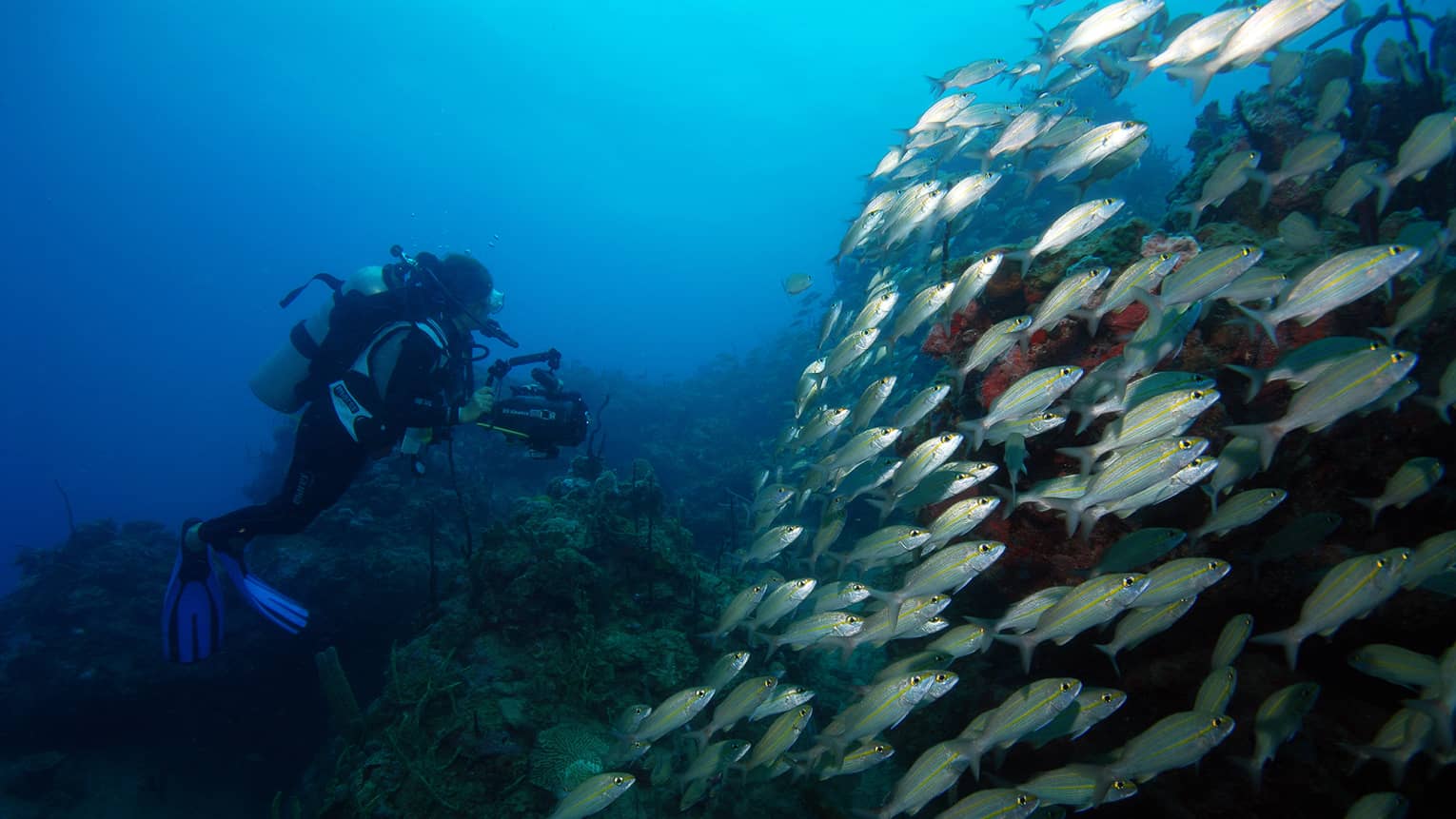 Scuba diver underwater by large school of tropical fish