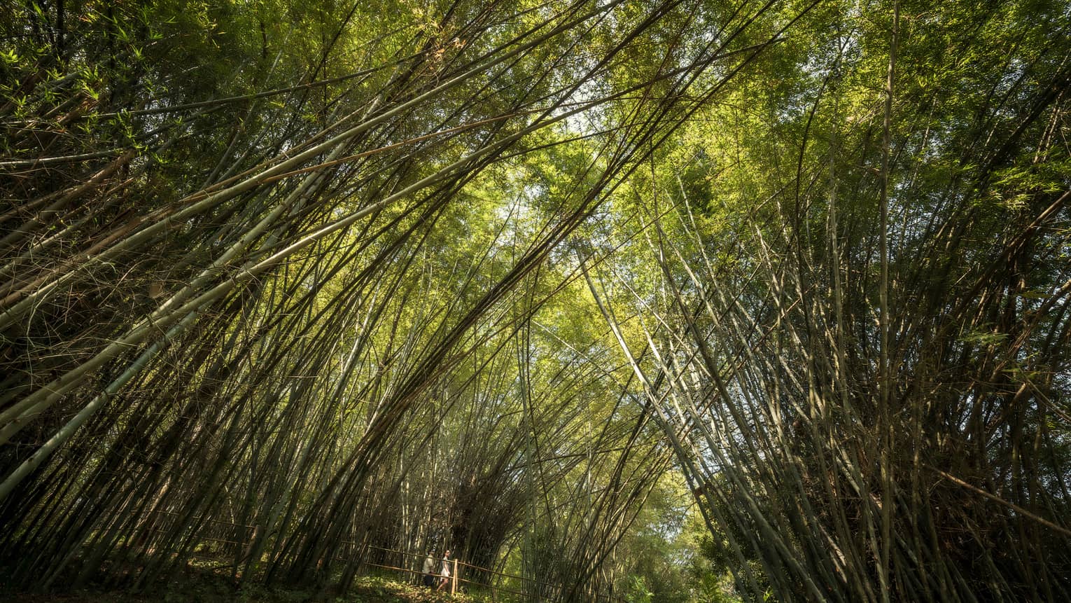 Two people walk under tall bamboo tree canopy in forest