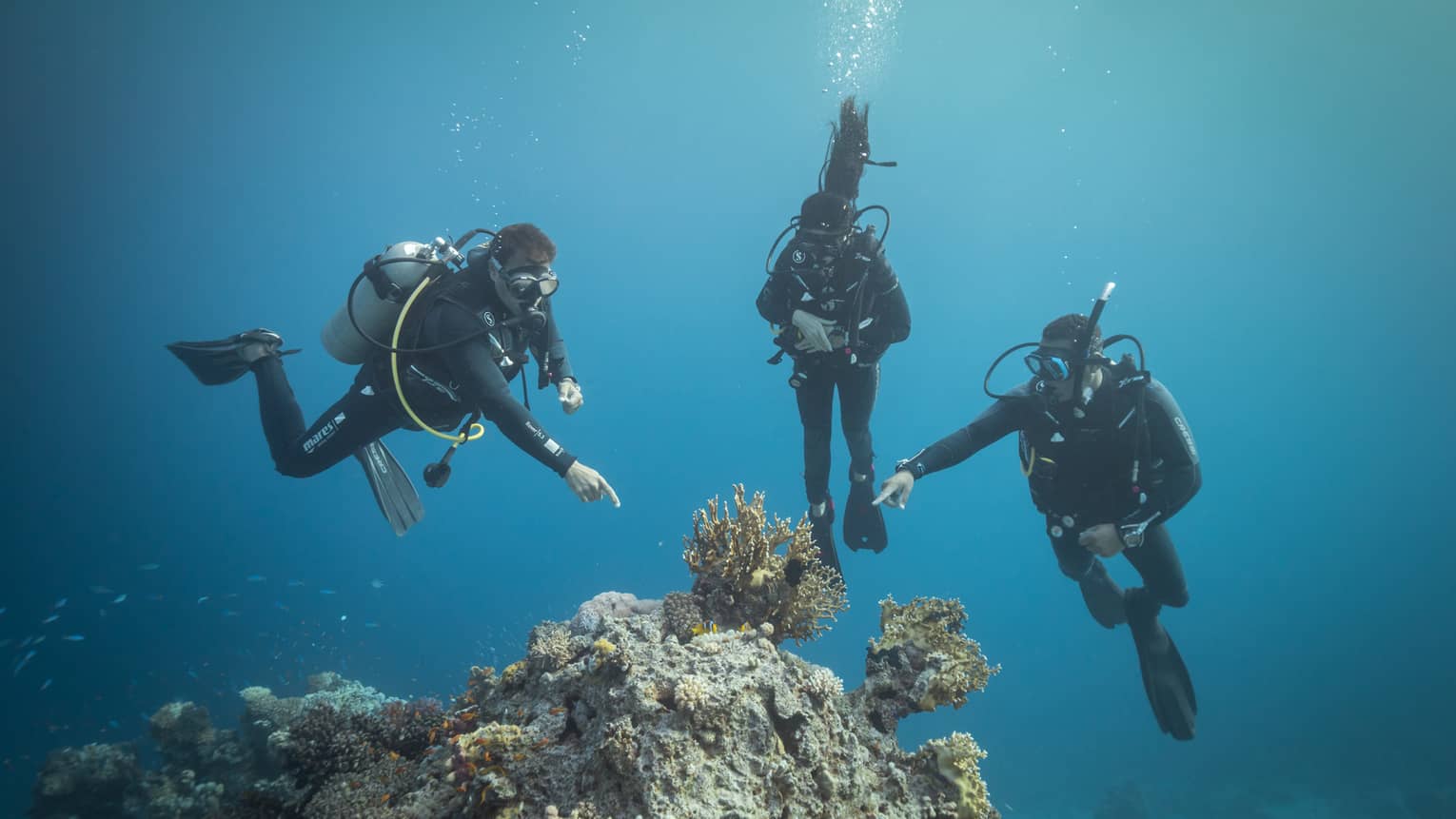 Front view of three scuba divers in clear, dark waters; two divers point at a group of yellow coral protruding from the rock.
