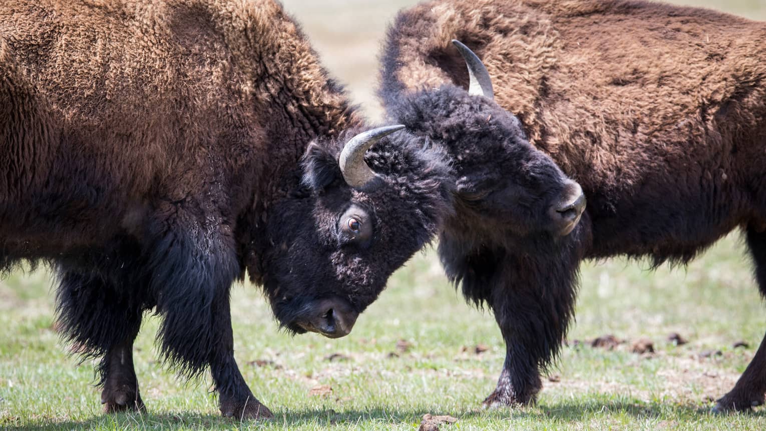 Close-up of two bison locking horns on green pasture