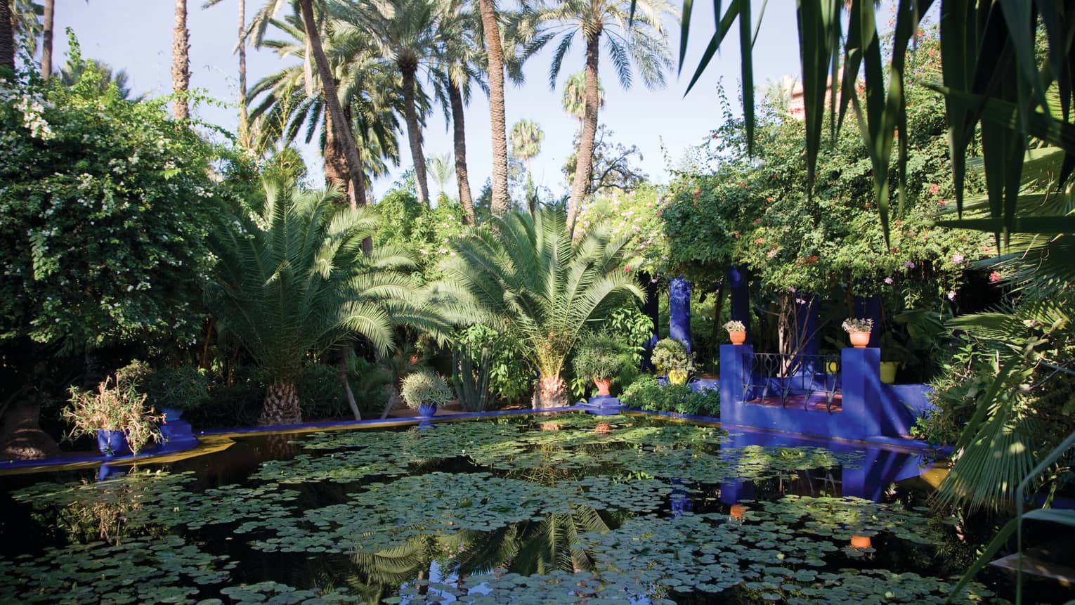 Bright blue railings around Majorelle Garden pond with lily pads, towering palm trees