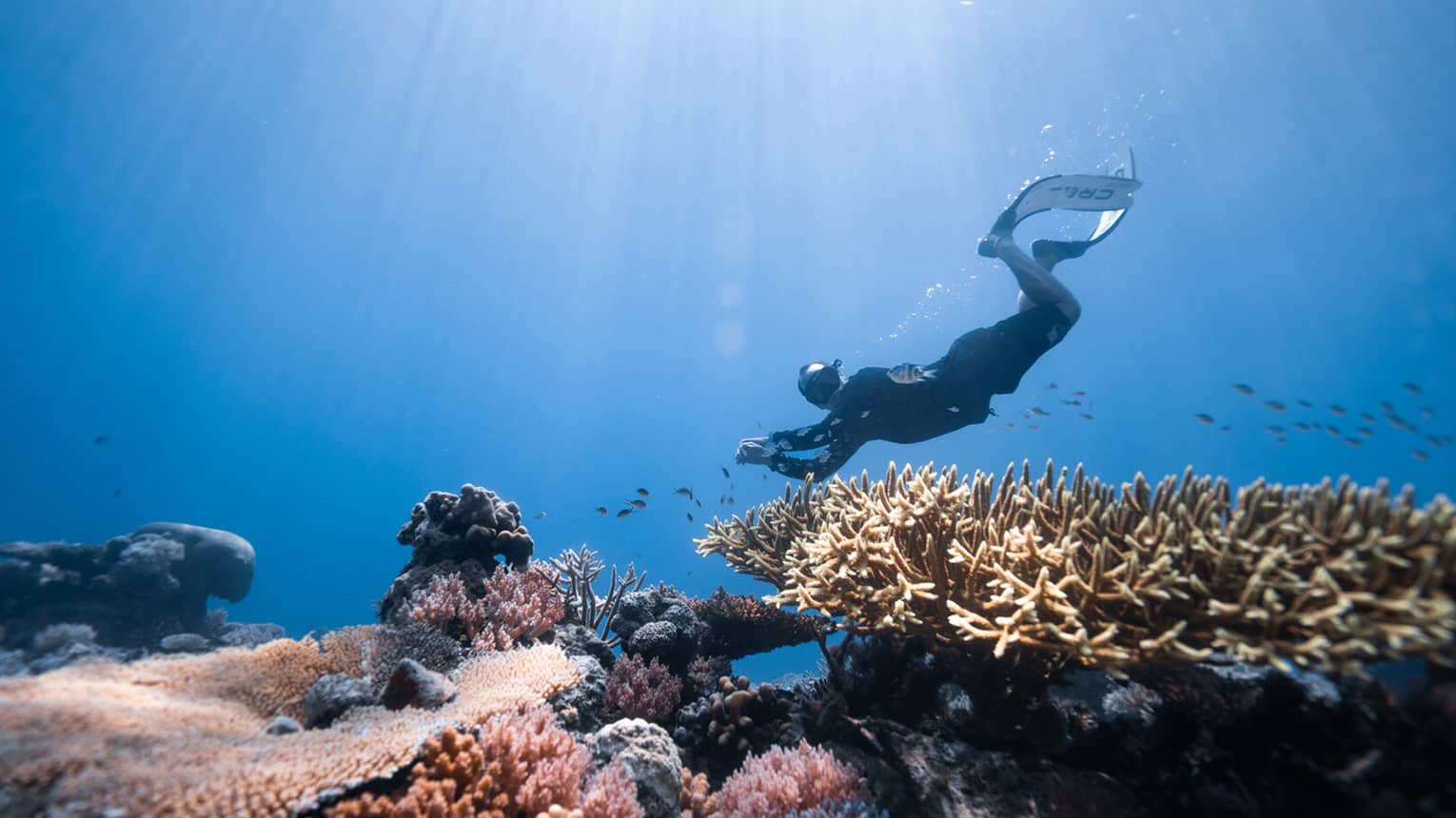 ,A person scuba dives over a colorful coral reef