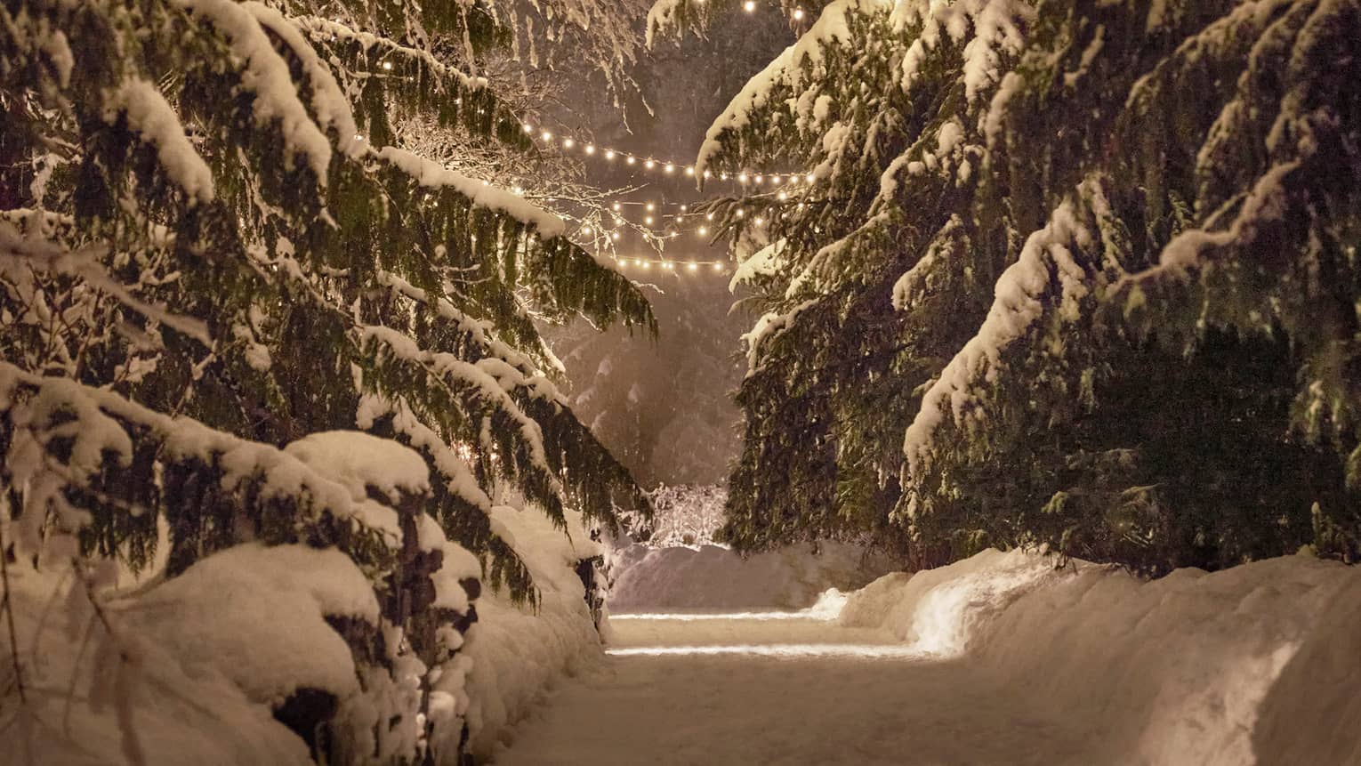 String lights illuminate a snow-covered path surrounded by trees