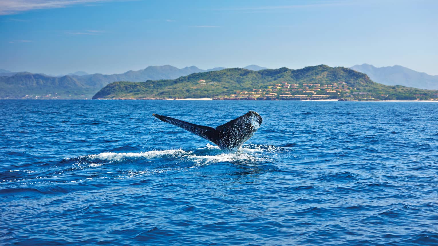 Humpback whale's tail cuts through water on ocean, green shores in background