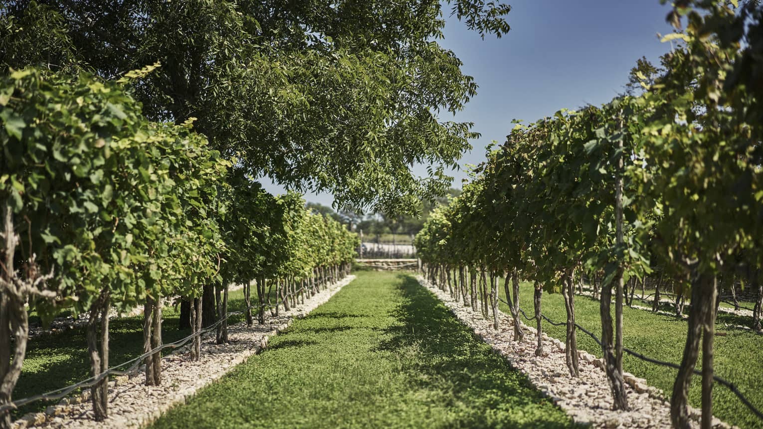 A vineyard with very green grass and green leaves, a blue sky can be seen through trees.