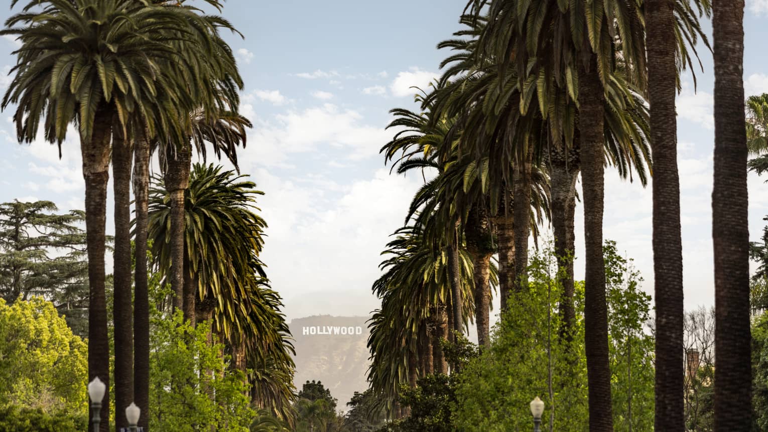 Lines of palm trees with the "Hollywood" sign in the distance.