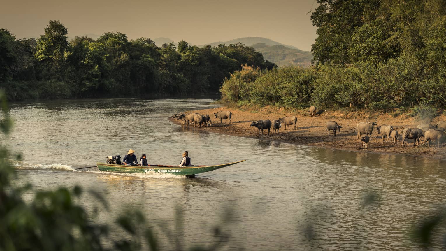 Longtail boat passes animals on the shore of the Ruak river 
