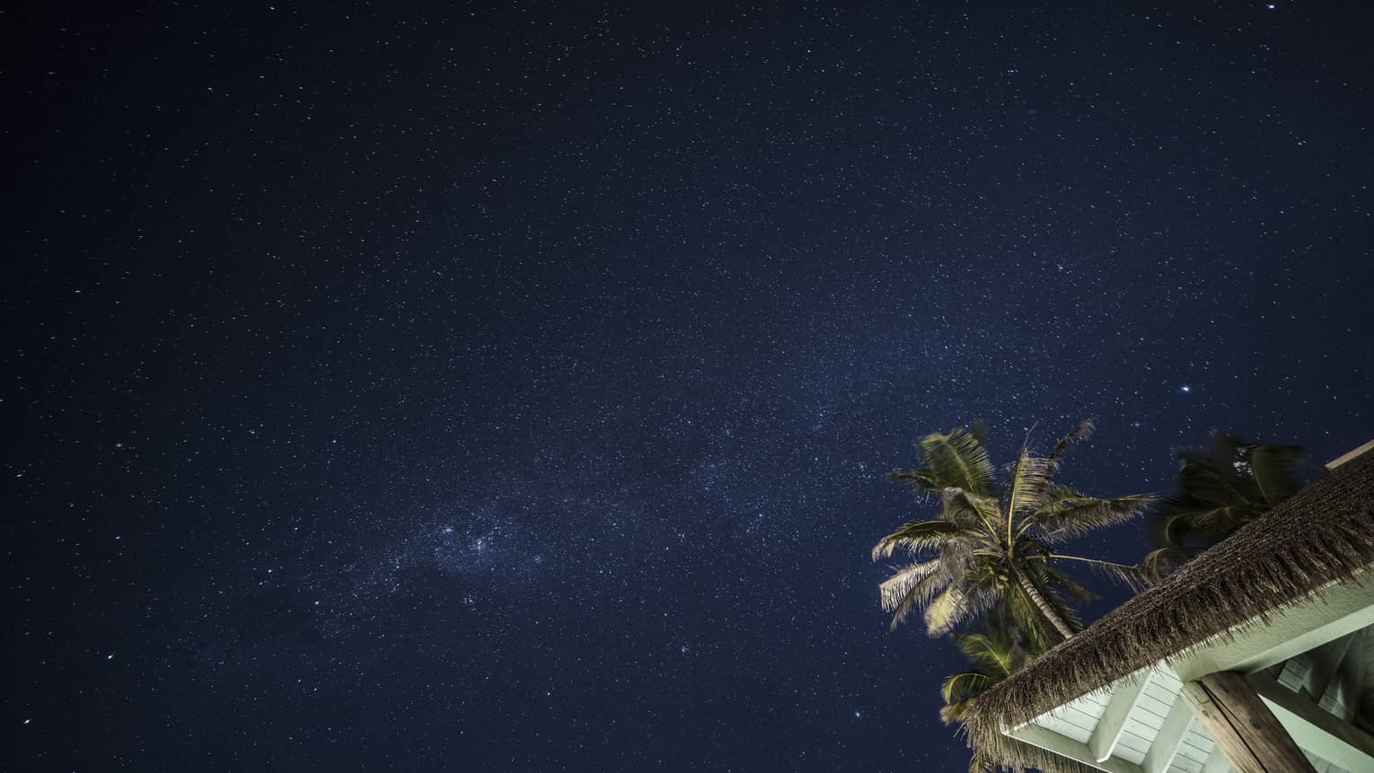 View above palm trees to dark sky filled with stars