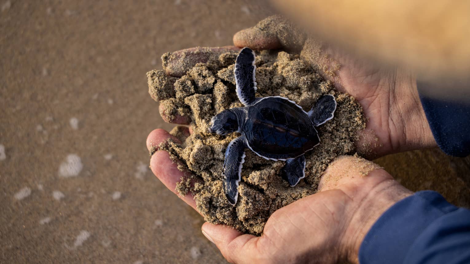 A person holding a small sea turtle in sand.