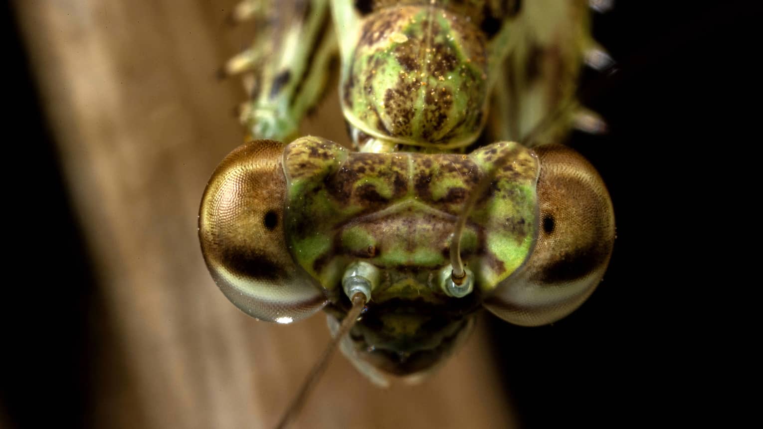 A close up shot of an interesting insect.