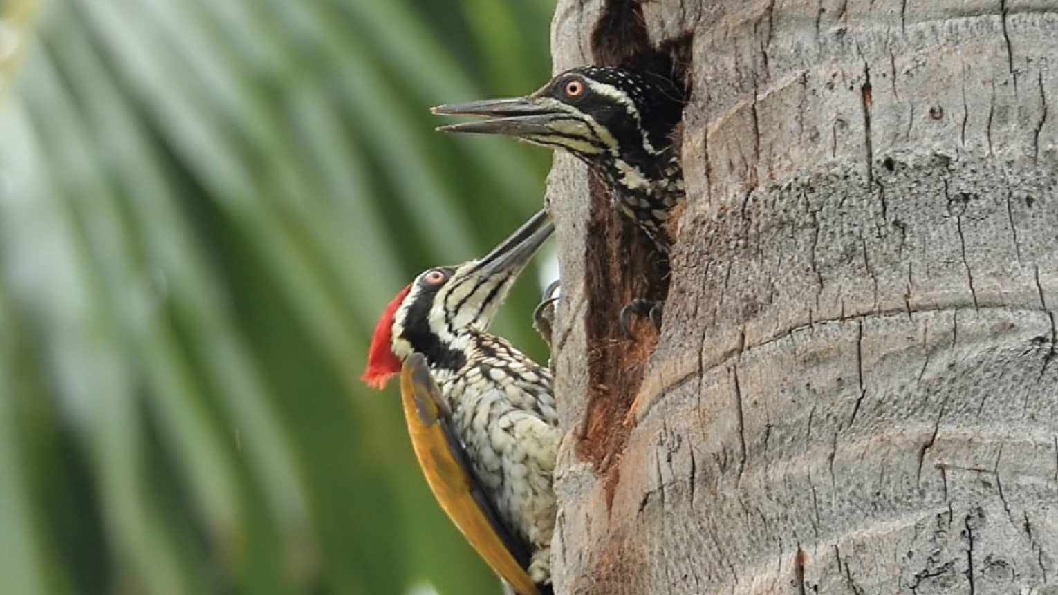 Close-up of black-and-white tropical birds in tree