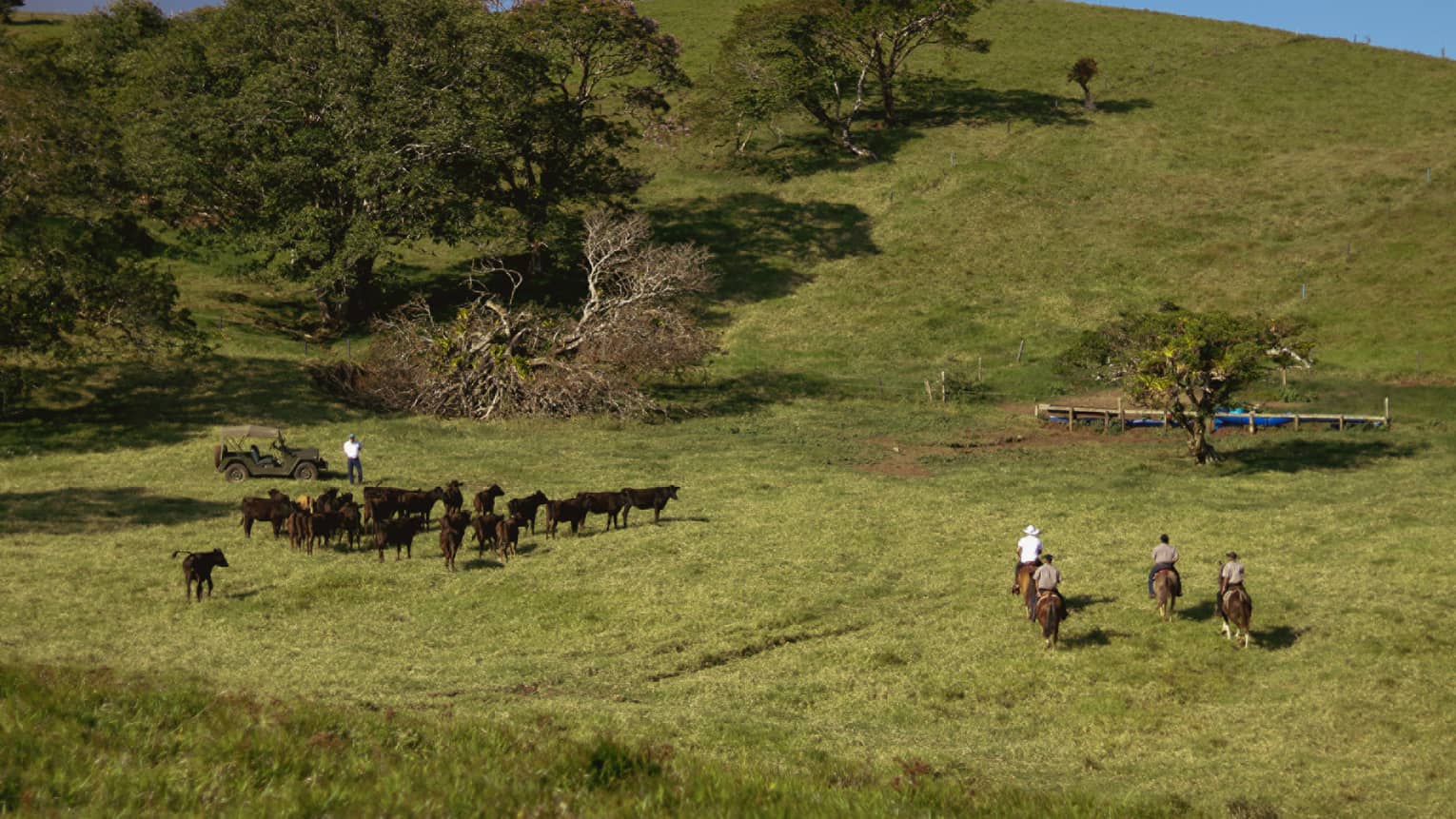 Three cowboys on horseback ride next to a small group of cattle on a green hillside