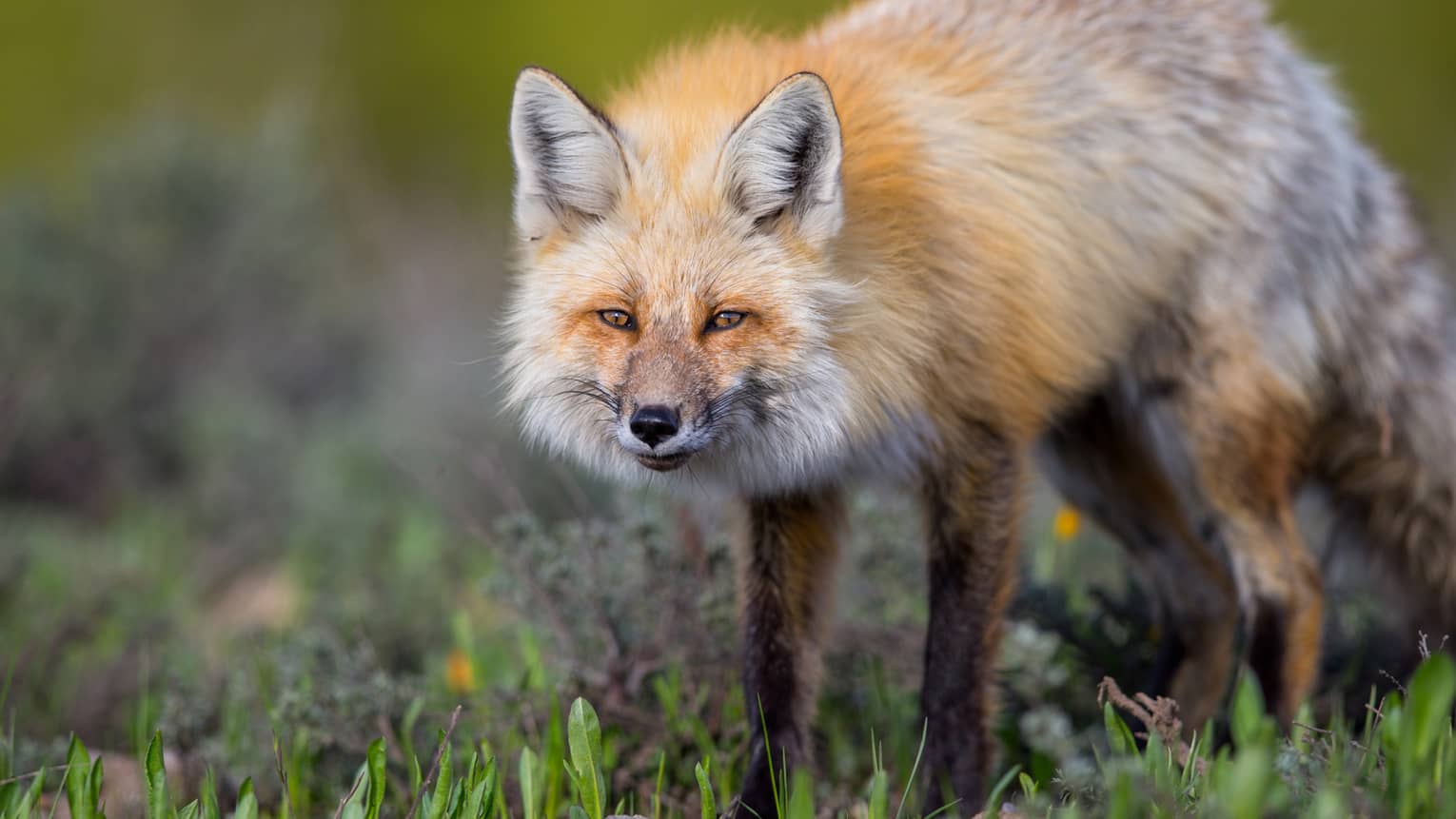 Close-up of furry orange fox standing in meadow