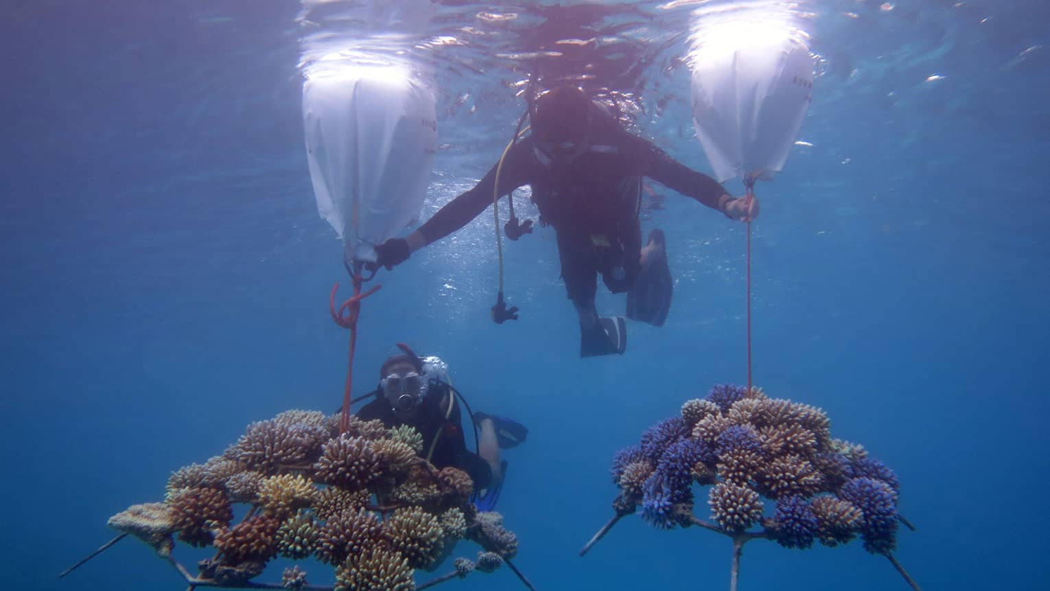 This image depicts two scuba divers in the waters near Four Seasons Resort Maldives at Kuda Huraa, transporting pieces of coral embedded onto coral frames. This image connects to ESG and preserving biodiversity at Four Seasons.