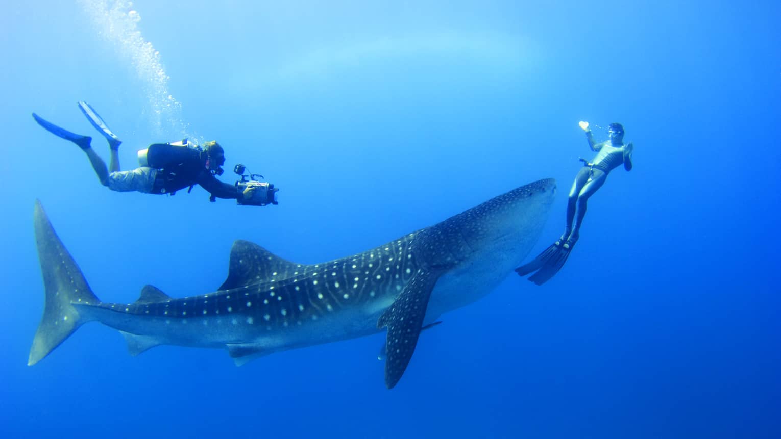 Two scuba divers swim around, film spotted whale shark underwater