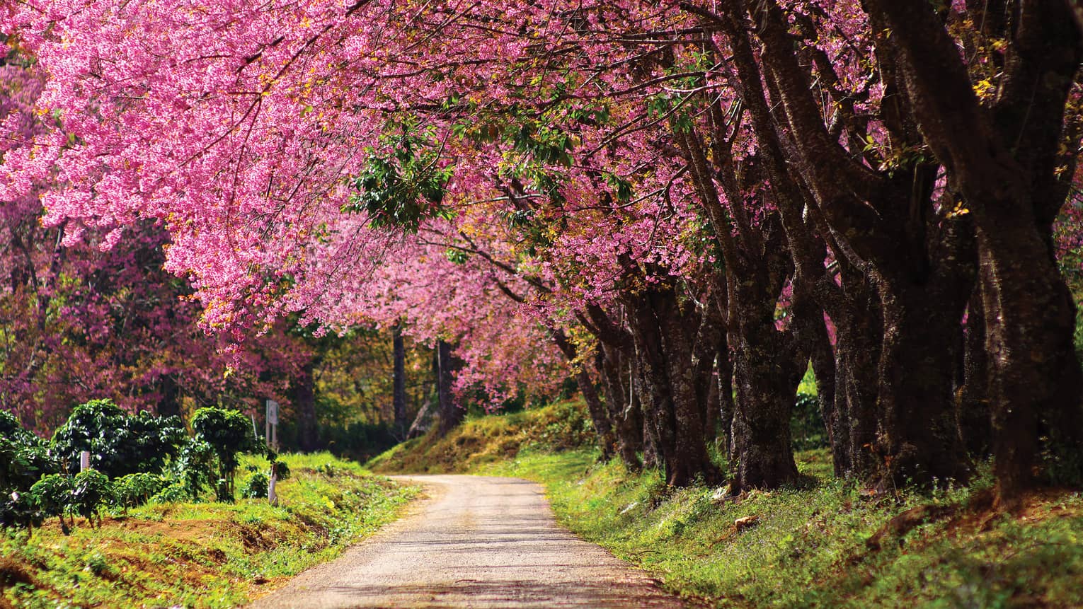 Nature trail under row of large trees with canopy of pink blossoms