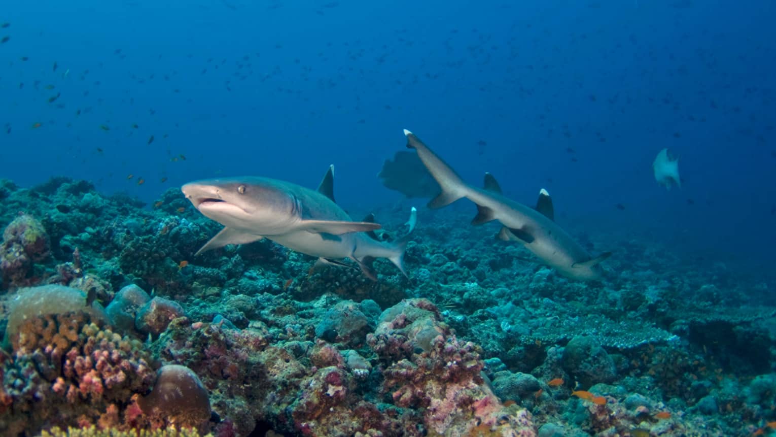 Two sharks swimming in the ocean with coral reefs at the bottom.