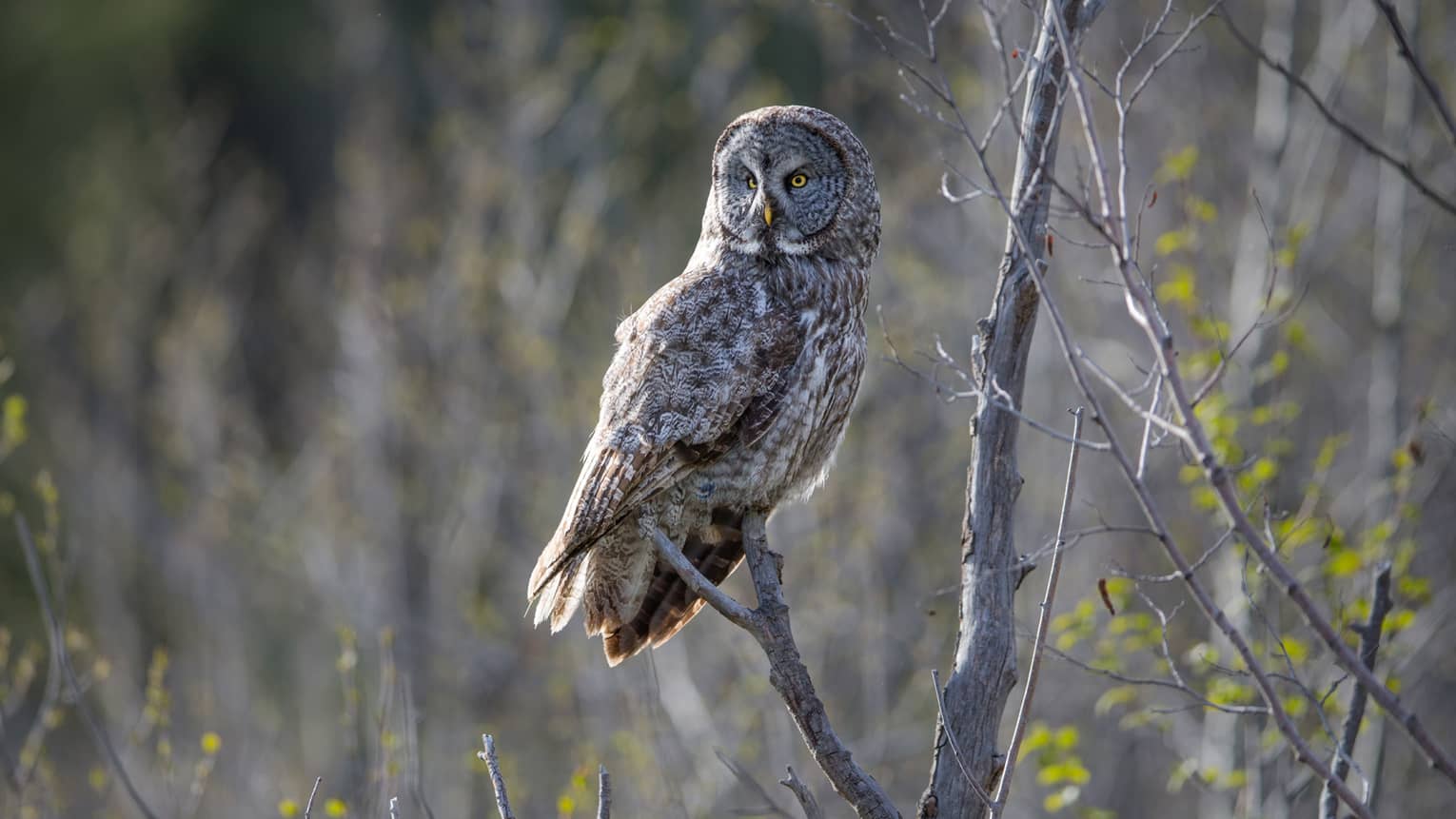 Large owl perched on branch in sunny forest