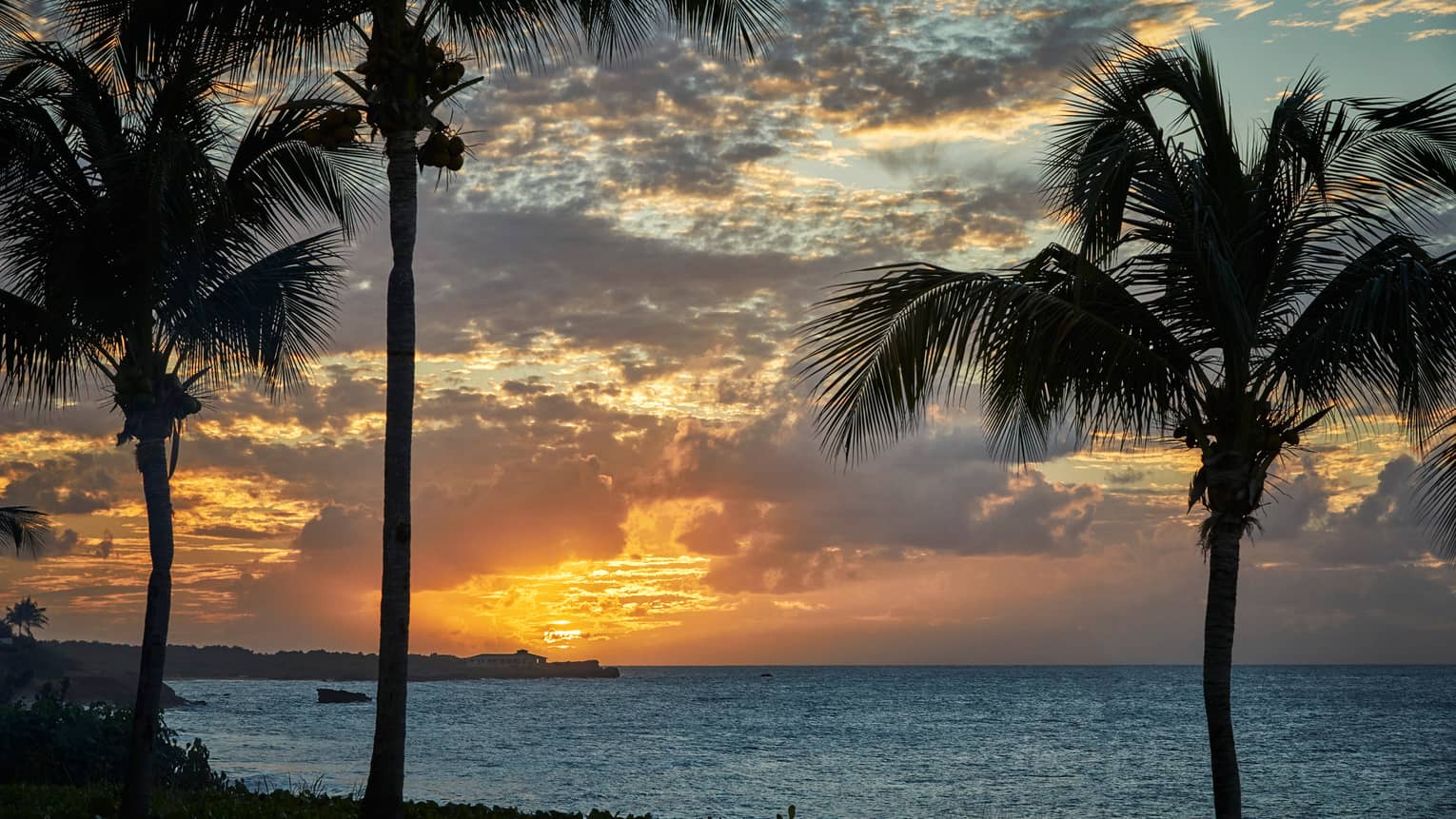 Silhouette of three tall palm trees against sunset, ocean