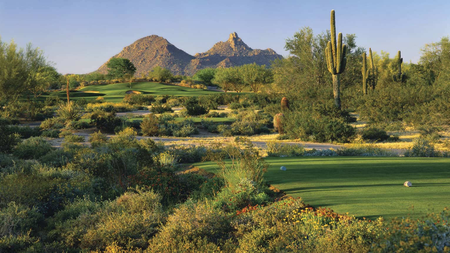 Troon North Golf Club greens, shrubs, tall cactus, mountain in background